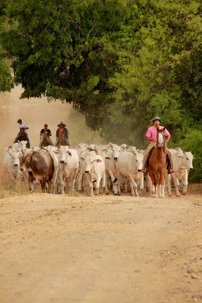 Pau Brasil Bahia Brazil April 2012 Cowboy Leads Cattle Farm — Stock Photo, Image