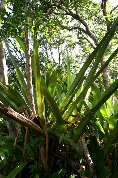 Marau Bahia Brazil December 2011 Óriás Bromelia Látható Régió Barra — Stock Fotó