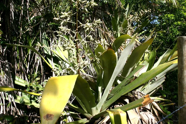 Marau Bahia Brasil Diciembre 2011 Bromelia Gigante Región Barra Grande — Foto de Stock