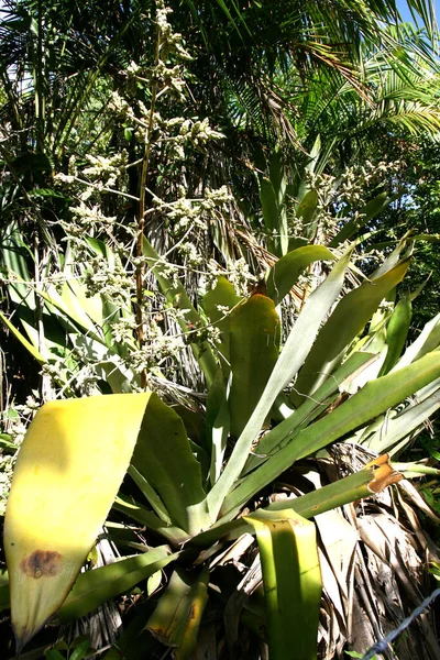 Marau Bahia Brazil Δεκέμβριος 2011 Γιγαντιαία Bromelia Εμφανίζονται Στην Περιοχή — Φωτογραφία Αρχείου