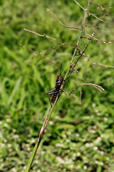 Salvador Bahia Brésil Août 2012 Insecte Sauterelle Est Dans Jardin — Photo