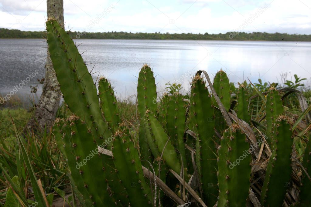 marau, bahia / brazil - december 27, 2011: view of Lagoa do Cassange in the region of Barra Grande in the municipality of Marau, southern Bahia.