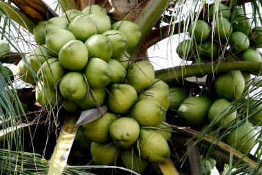 Conde, Bahia / Brezilya - 17 Temmuz 2013: Hindistan cevizi ağacı Bahia 'nın kuzey kıyısındaki Conde şehrinde bir fidanlıkta görüldü..