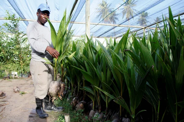 Conde Bahia Brazil Juli 2013 Arbetare Ses Plantskola För Kokosnötsträd — Stockfoto