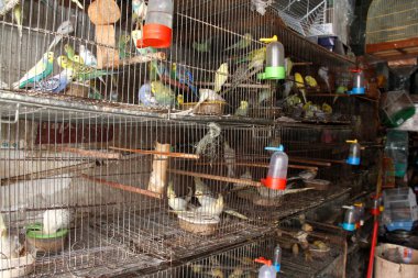Salvador, Bahia / Brezilya - 25 Nisan 2013: Salvador 'daki evcil hayvan dükkanında muhabbet kuşu kafesi.