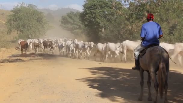 2012年4月17日 カウボーイがバイーア南部のパウ ブラジル自治体の農村部の農場で牛を導く — ストック動画
