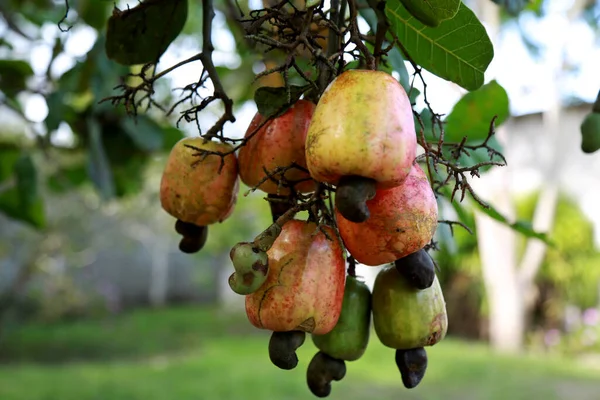 Conde Bahia Brazil Maart 2014 Cashewplantage Stad Conde Noordkust Van — Stockfoto