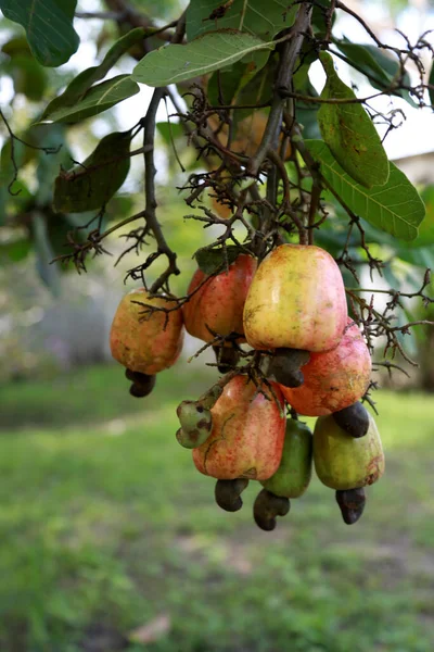 Conde Bahia Brazil Maart 2014 Cashewplantage Stad Conde Noordkust Van — Stockfoto