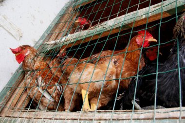 Salvador, Bahia / Brezilya - 11 Mayıs 2013: Salvador şehrindeki Feira de Sao Joaquin 'de satılık tavuklar görülüyor..