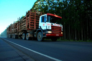 Eunapolis, Bahia / Brezilya - 25 Şubat 2009: Eunapolis şehrinden bir sürü okaliptüs ağacı geçişi görülüyor.