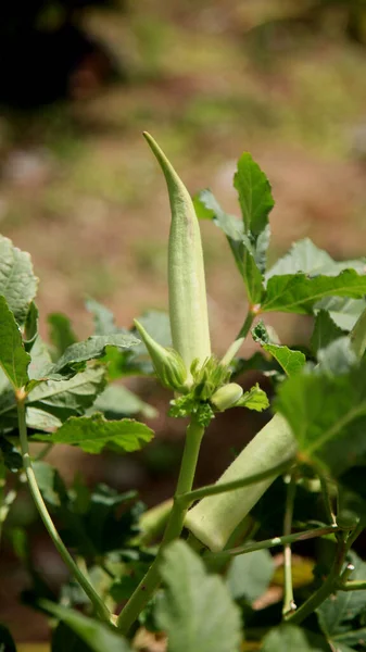 Salvador Bahia Brazil July 2020 Okra Plantation City Salvador — Stock Photo, Image