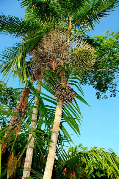 Mucuri Bahia Brasil Outubro 2008 Plantação Açaí Município Mucuri Sul — Fotografia de Stock