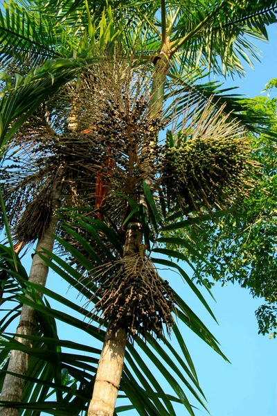 Mucuri Bahia Brasil Outubro 2008 Plantação Açaí Município Mucuri Sul — Fotografia de Stock