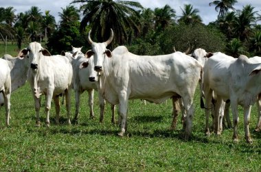 itamaraju, bahia / brrazil - 24 Nisan 2011: Güney Bahia 'nın Itamaraju kentindeki çiftlik hayvanlarının otlaklarında sığırlar görülmektedir.