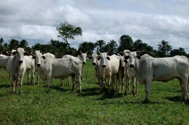 itamaraju, bahia / brrazil - 24 Nisan 2011: Güney Bahia 'nın Itamaraju kentindeki çiftlik hayvanlarının otlaklarında sığırlar görülmektedir.
