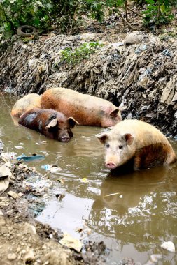 Itabuna, Bahia / Brezilya - 27 Eylül 2011: Güney Bahia 'daki Itabuna şehrindeki bir çamur çukurunda domuzlar görüldü.