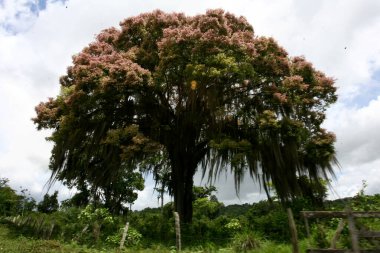 Itabuna, Bahia / Brezilya - 22 Kasım 2011: Güney Bahia 'nın Itabuna şehrinde ağaç ve çiçekleri görülür.