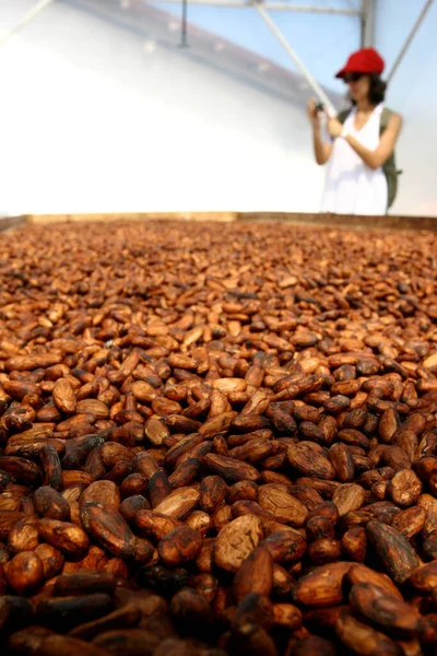 Ilheus Bahia Brasil Agosto 2011 Semillas Cacao Secas Ven Una — Foto de Stock