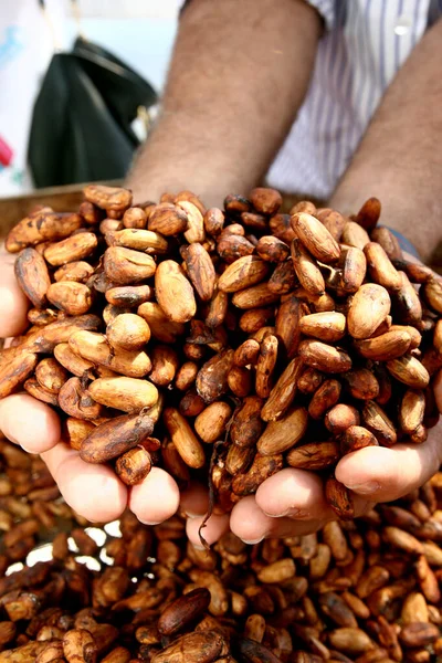 Ilheus Bahia Brazil August 2011 Dried Cacao Seeds Seen Fruit — Stock Photo, Image