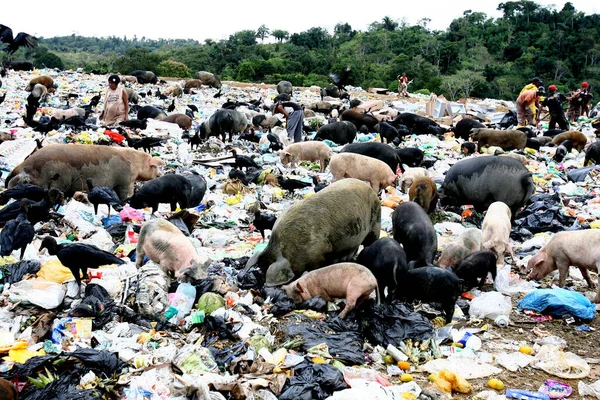 Itabuna Bahia Brazil Σεπτεμβρίου 2011 Χοίροι Φαίνονται Στα Σκουπίδια Της — Φωτογραφία Αρχείου