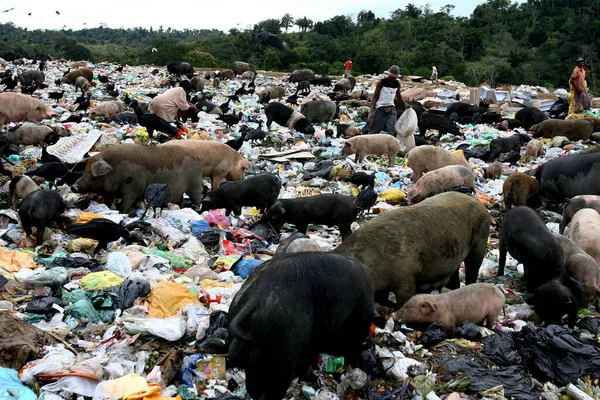 Itabuna Bahia Brazil Σεπτεμβρίου 2011 Χοίροι Φαίνονται Στα Σκουπίδια Της — Φωτογραφία Αρχείου