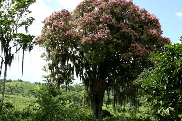 Itabuna Bahia Brasil Novembro 2011 Árvore Suas Flores São Vistas — Fotografia de Stock