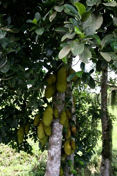 Itabuna Bahia Brazil December 2011 Jaqueira Its Fruits Seen City — 图库照片