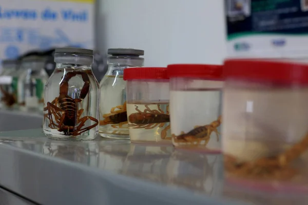 Salvador Bahia Brasilien Januar 2016 Das Skorpion Insekt Wird Zoonosekontrollzentrum — Stockfoto