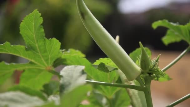 Salvador Bahia Brasil Julio 2020 Plantación Okra Ciudad Salvador — Vídeos de Stock