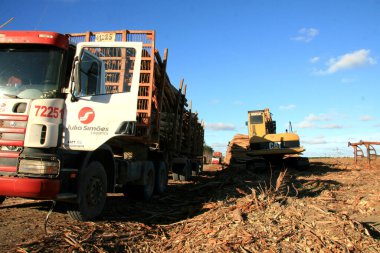 Eunapolis, Bahia / Brezilya - 8 Temmuz 2011: Eunapolis kırsalında okaliptüs kütük nakliye arabası, Güney Bahia.