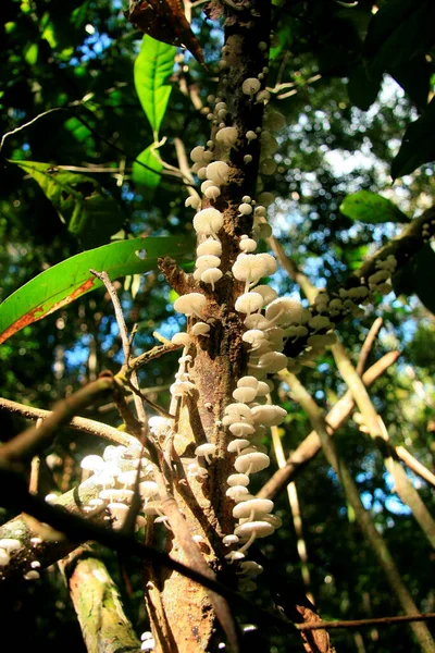 Nonapolis Bahia Brazil March 2009 버섯이 Eunapolis 나뭇가지에서 — 스톡 사진