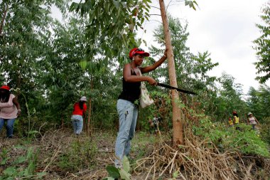 Eunapolis, Bahia / Brezilya - 28 Şubat 2011: Landless Movement - MST üyesi olan kadınlar, Eunapolis 'teki bir gösteri sırasında okaliptüs plantasyonunu keserken görülüyor.