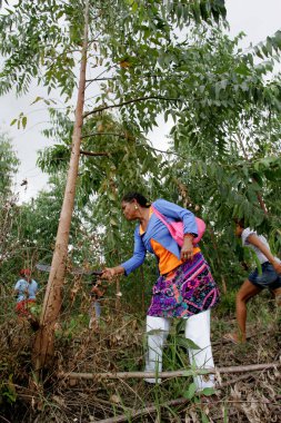 Eunapolis, Bahia / Brezilya - 28 Şubat 2011: Landless Movement - MST üyesi olan kadınlar, Eunapolis 'teki bir gösteri sırasında okaliptüs plantasyonunu keserken görülüyor.