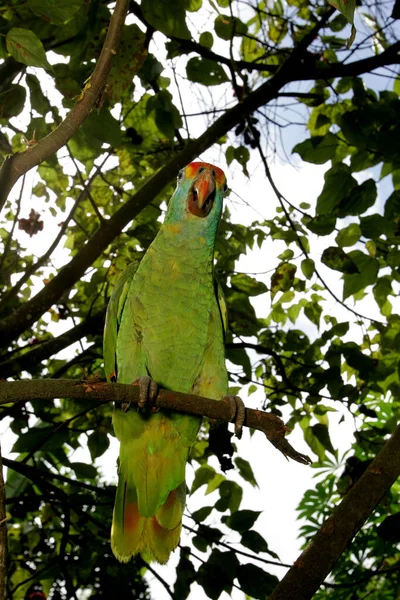 Eunápolis Bahia Brasil Abril 2011 Papagaio Visto Uma Árvore Jardim — Fotografia de Stock