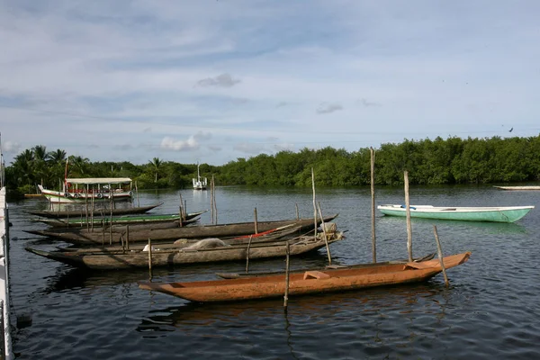 Camamu Bahia Brrazil Ocak 2012 Baia Camamu Kanolar Görülür Güney — Stok fotoğraf