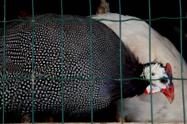 Salvador, Bahia / Brezilya - 11 Mayıs 2013: Salvador şehrindeki Sao Joaquim panayırında bir kafeste tavuk görüldü..
