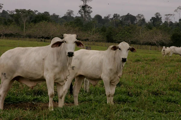 Itabela Bahia Brazil October 2010 Breeding Nelore Cattle Farm City — 스톡 사진