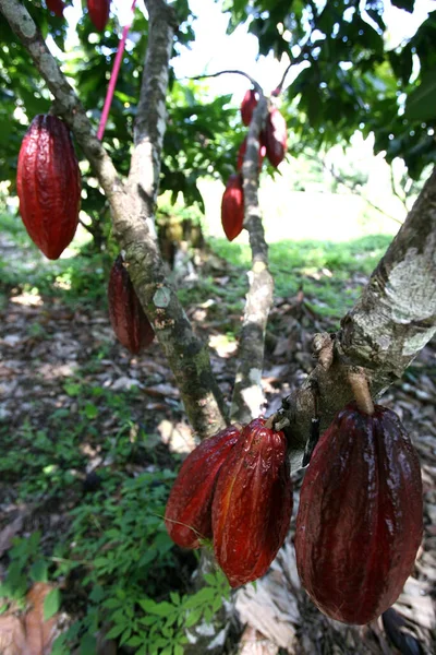 Ilheus Bahia Brasil Noviembre 2011 Plantación Cacao Una Granja Producción — Foto de Stock