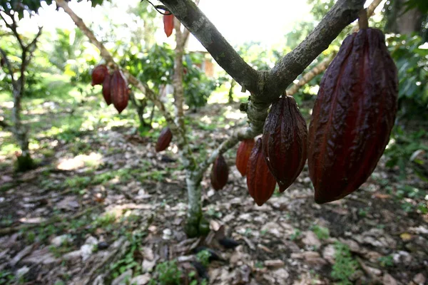 Ilheus Bahia Brazilština Listopad 2011 Plantáž Kakaa Farmě Výrobu Čokolády — Stock fotografie