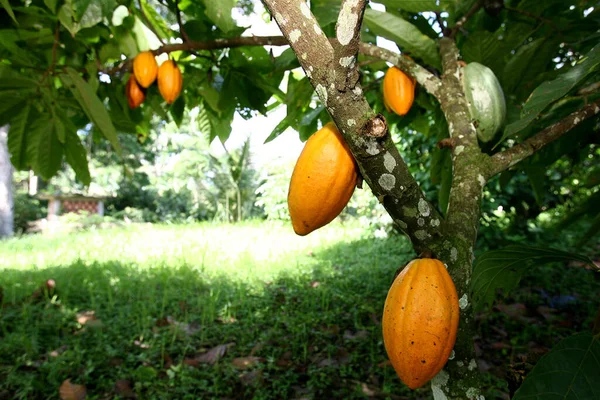 Ilheus Bahia Brasil Noviembre 2011 Plantación Cacao Una Granja Producción — Foto de Stock