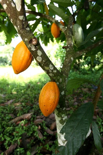 Ilheus Bahia Brasil Noviembre 2011 Plantación Cacao Una Granja Producción — Foto de Stock