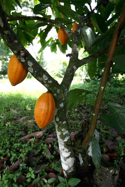 Ilheus Bahia Brasil Novembro 2011 Plantação Cacau Uma Fazenda Produção — Fotografia de Stock