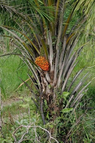 Eunapolis Bahia Brazil Maart 2011 Palmolie Wordt Gezien Een Plantage — Stockfoto