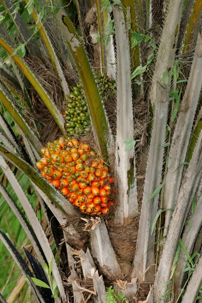 Eunapolis Bahia Brazil Maart 2011 Palmolie Wordt Gezien Een Plantage — Stockfoto