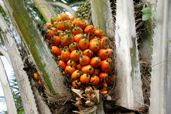 Eunapolis Bahia Brazil Maart 2011 Palmolie Wordt Gezien Een Plantage — Stockfoto