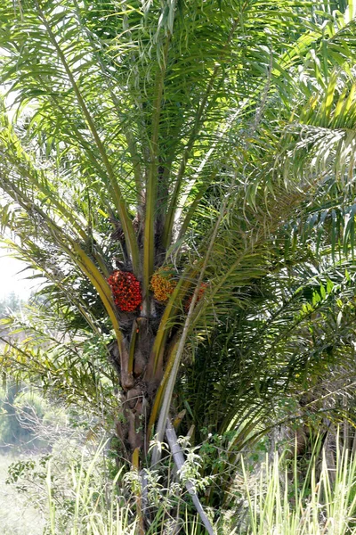 Eunapolis Bahia Brazilština Března 2011 Palmový Olej Patrný Plantáži Městě — Stock fotografie