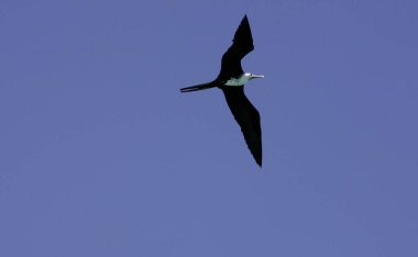 Caravelas, Bahia / Brezilya - 10 Eylül 2008: Güney Bahia 'daki Marinho dos Abrolhos adasında firkateyn kuşu görüldü..