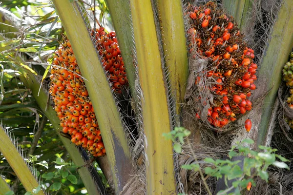 Eunapolis Bahia Brazilština Března 2011 Palmový Olej Patrný Plantáži Městě — Stock fotografie