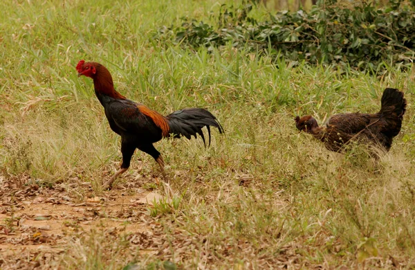 Eunapolis Bahia Brazil Σεπτέμβριος 2010 Κόκορας Και Κοτόπουλο Δει Χαλαρά — Φωτογραφία Αρχείου