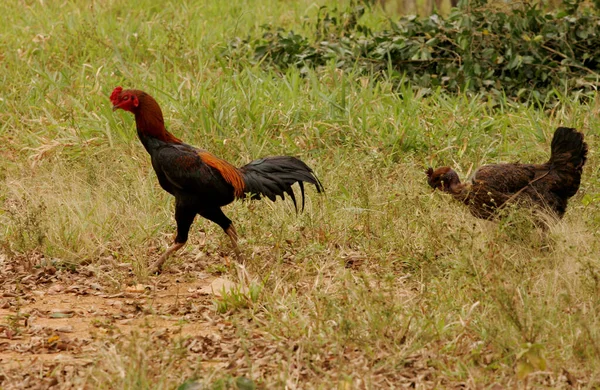 Eunapolis Bahia Brazil Septiembre 2010 Gallo Pollo Ven Sueltos Una —  Fotos de Stock